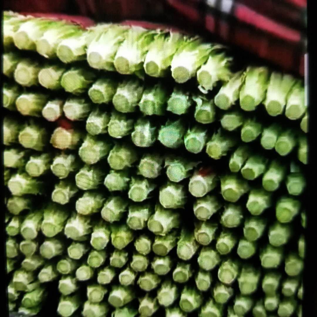 青油麦  精品油麦