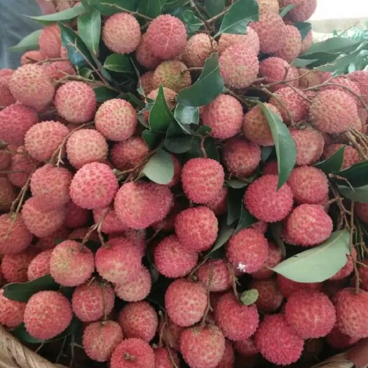 北流市【自家种植】广西玉林桂味荔枝大量上市 产地直销 量大优惠
