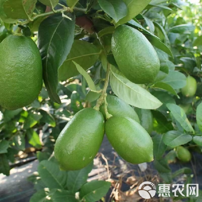 广西四季香水柠檬无籽子弹头香味浓郁皮薄多汁冷饮包邮