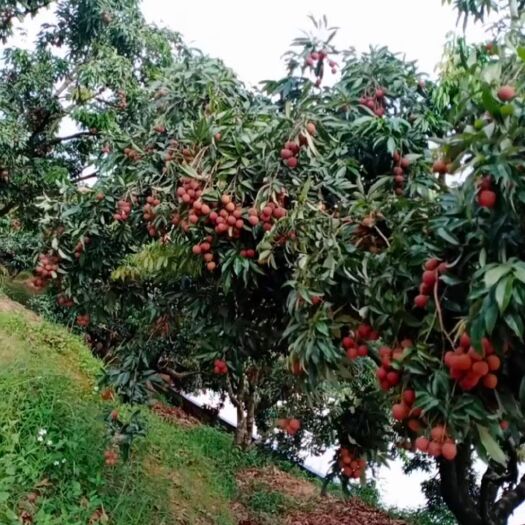 灵山县广西灵山纯正黑叶荔枝，清甜可口，可供应上万斤