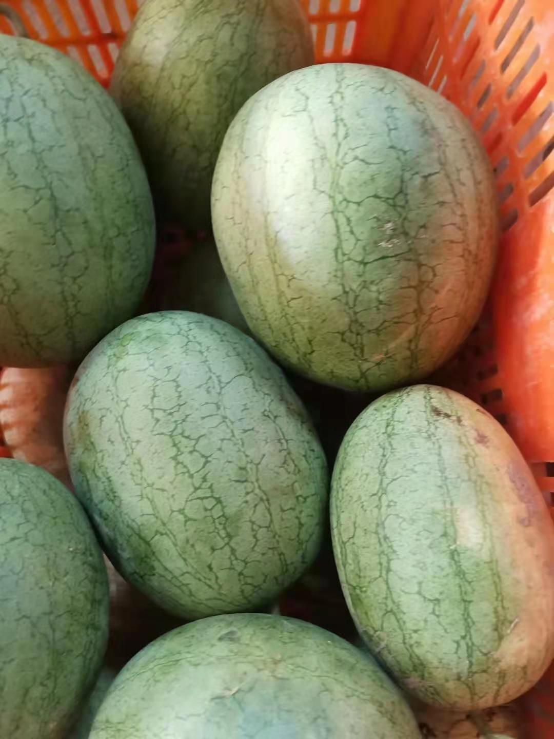 特小凤西瓜  湖北 绿宝石 黄肉西瓜 特小凤产地大量上市