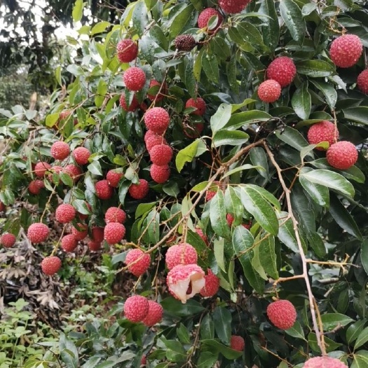 北流市广西本地桂味荔枝