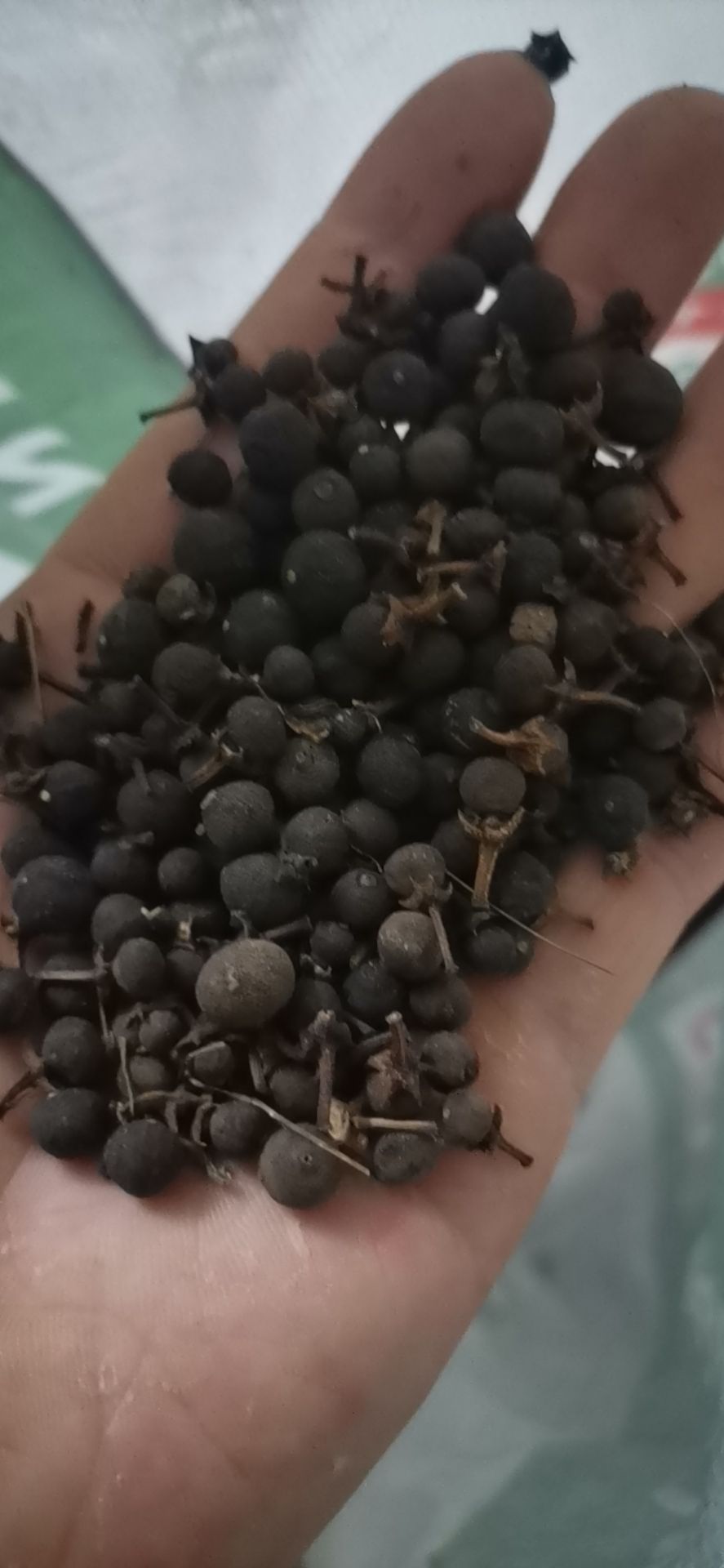 枳实  新会小柑胎特级B&B柑小青桔干青柑胎仔陈皮果小青