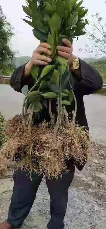泸溪县各种橙苗