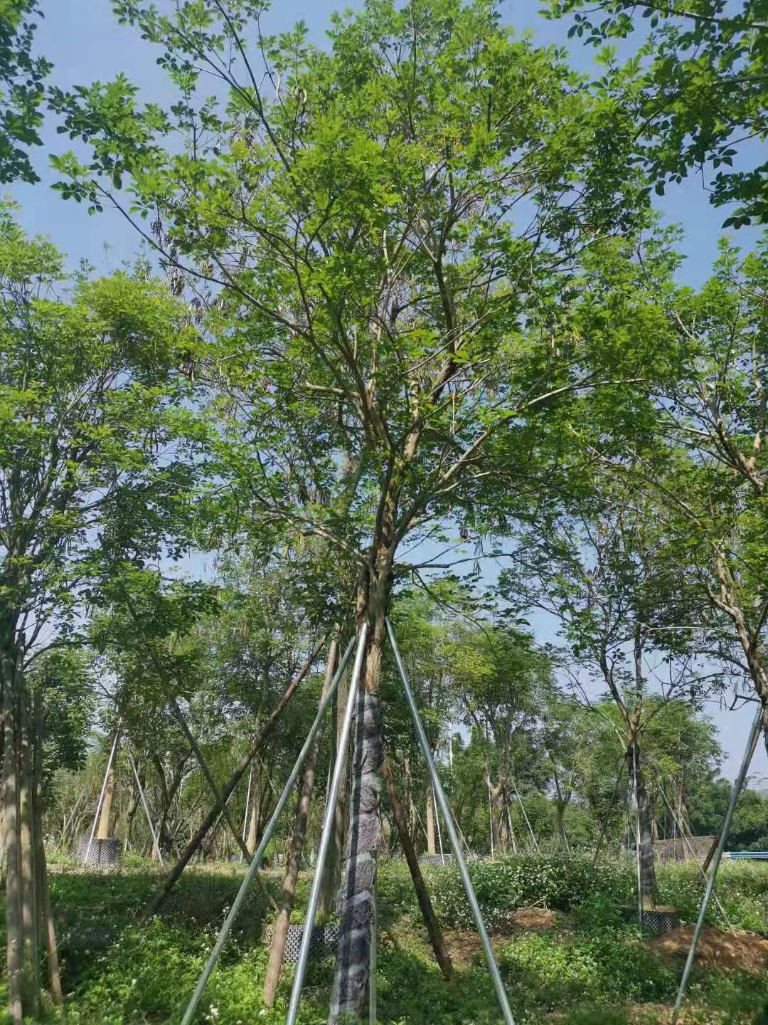 黄花风铃木15-18公分