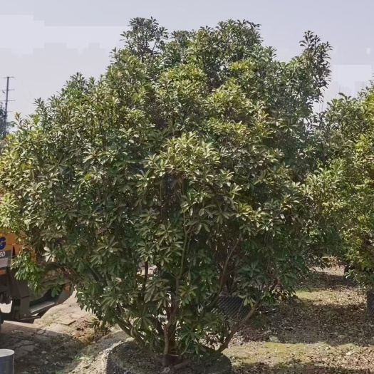 都江堰市 杨梅树，自家基地量大从优，欢迎选购