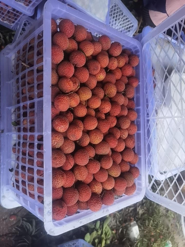 玉荷包荔枝 广东省阳江市阳西县上洋镇，玉和苞荔枝大量上市