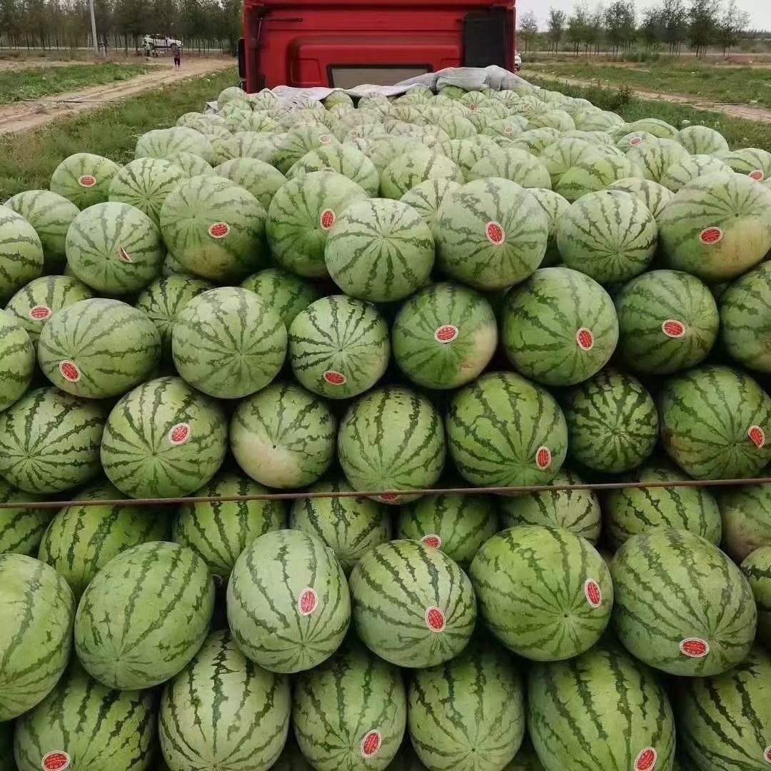 老曹硒砂瓜种植基地