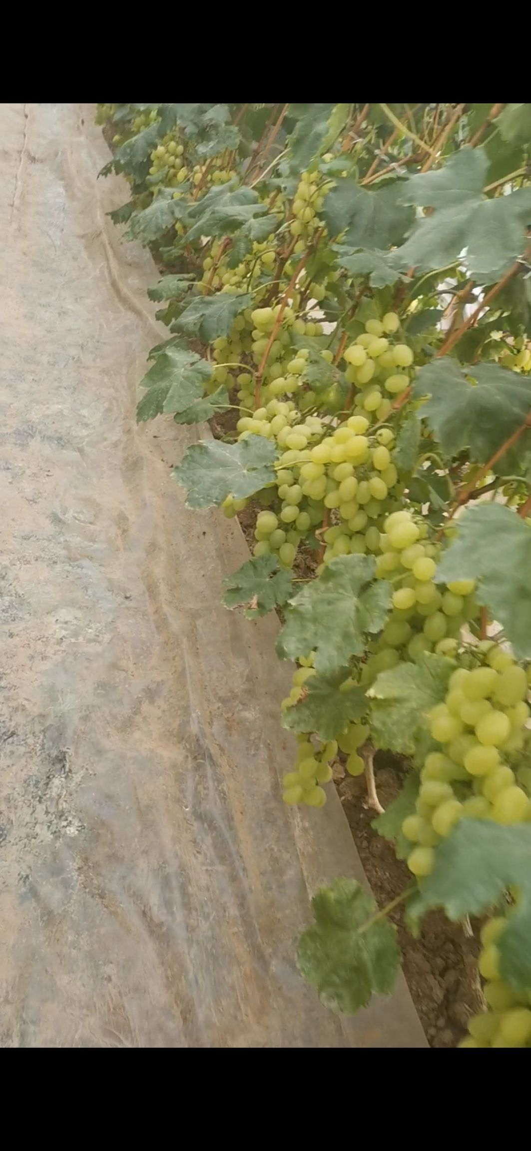 巨峰葡萄 巨峰、维多利亚葡萄，量大质优，诚心优选