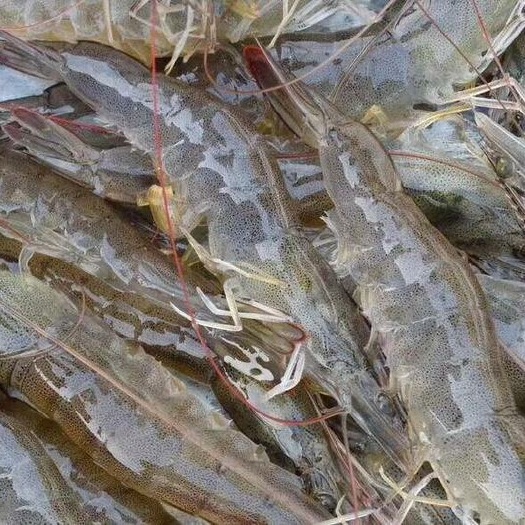 南美白对虾  鲜活海水白对虾 只做鲜活虾