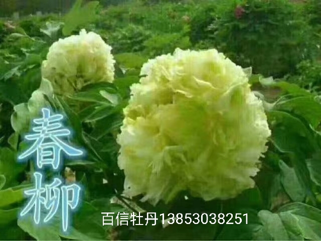盆栽春节牡丹，盆栽牡丹，牡丹苗油用牡丹苗