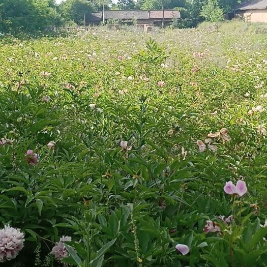 平凉中药材赤芍 中药材川赤芍