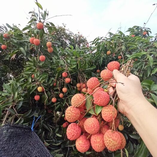 广州桂味荔枝 顺丰、京东包邮