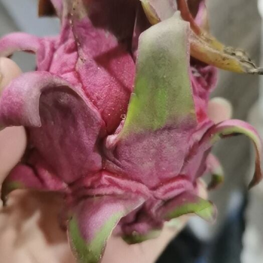 东方市火龙果 毛果.200g以下