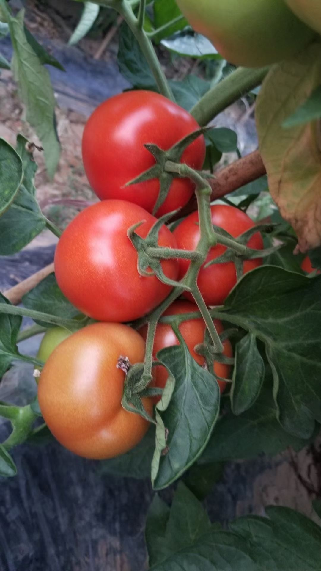 大红西红柿 西红柿基地欢迎您