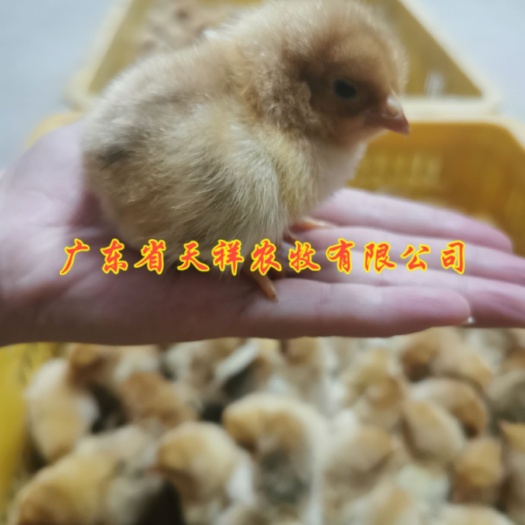 广州三黄鸡苗  大种黄花公 黄花公6号 快大黄花公鸡苗