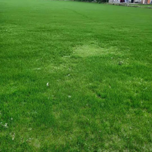 都江堰市百慕大  草坪，自家基地量大从优，欢迎选购