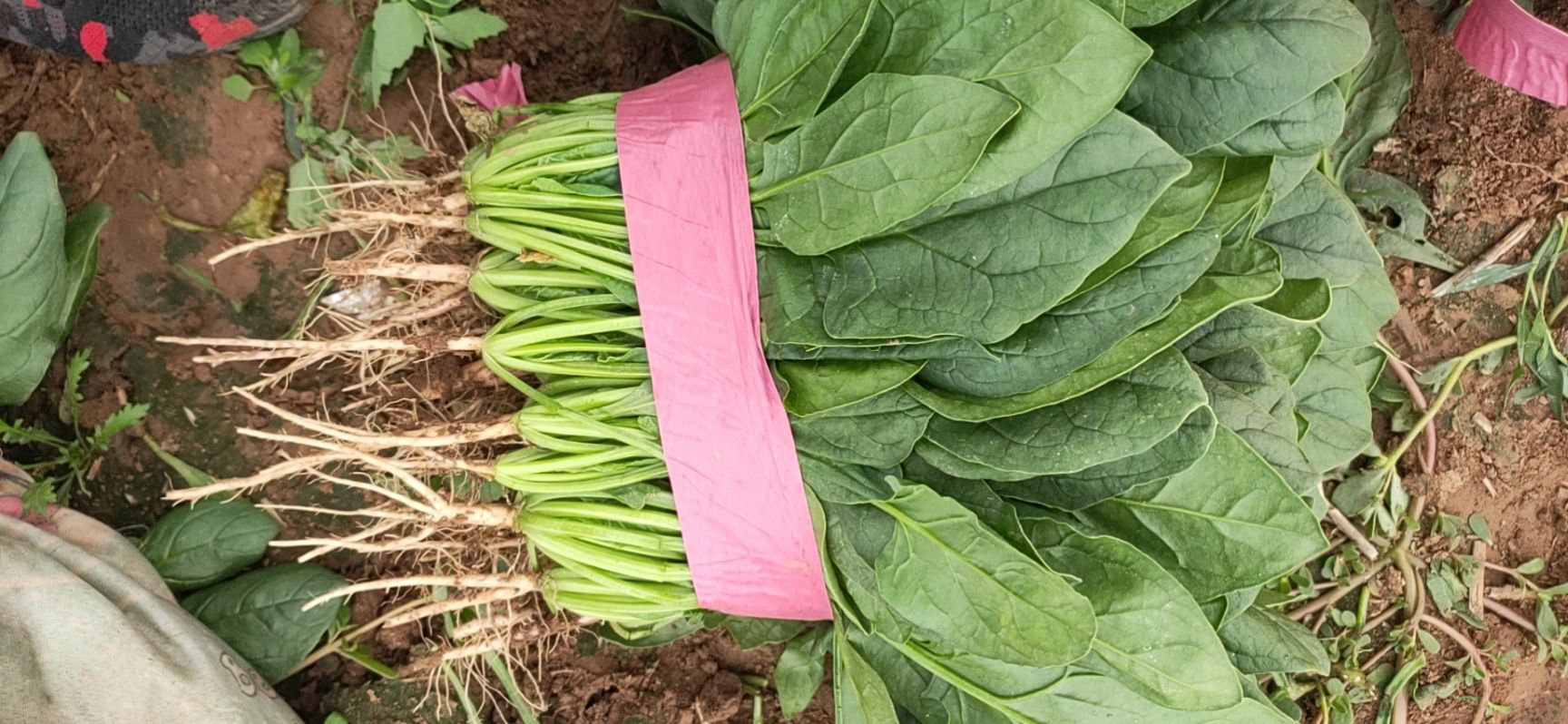 大叶菠菜  精品菠菜产地直销