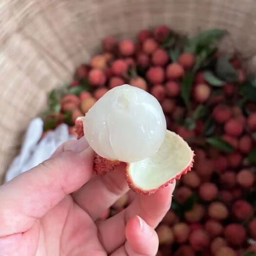 惠州桂味荔枝 桂味茘枝