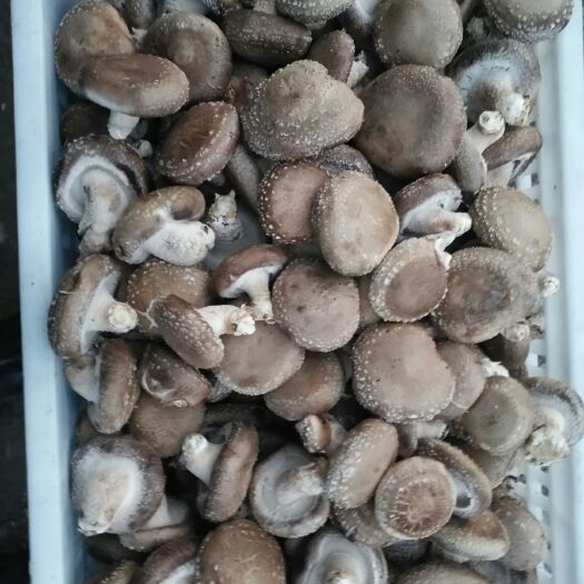 清原县大量0912高品质香菇