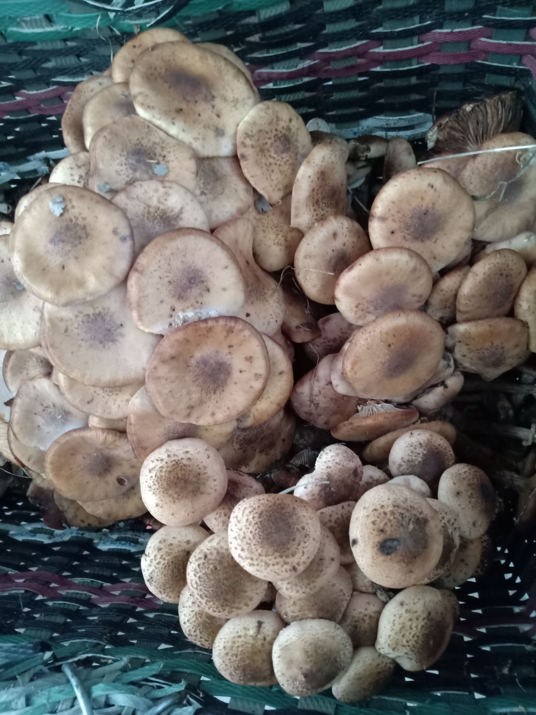 黑龙江密山市东北野生蘑菇(榛蘑)新鲜,干蘑菇