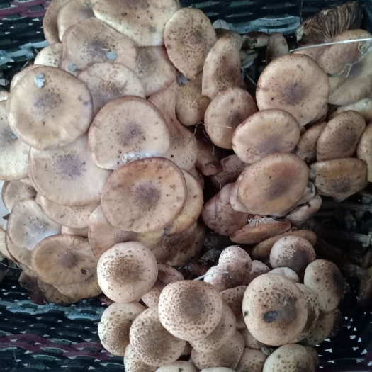 密山市东北野生蘑菇(榛蘑)新鲜，干蘑菇