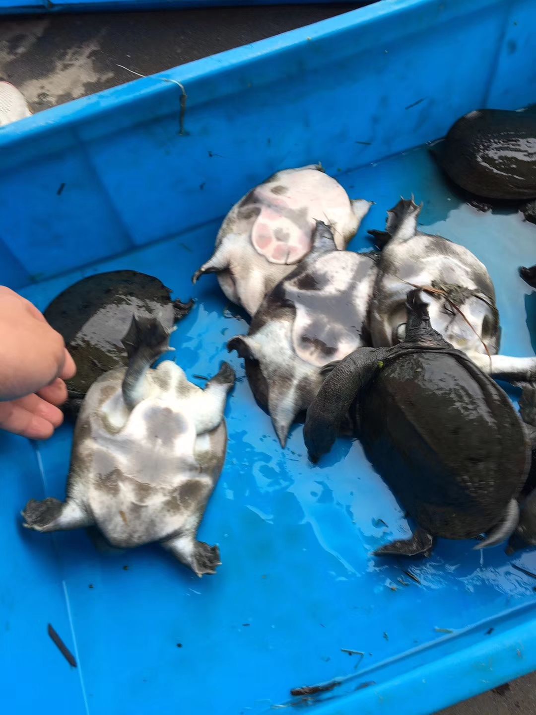 清溪花鳖  黑花甲鱼