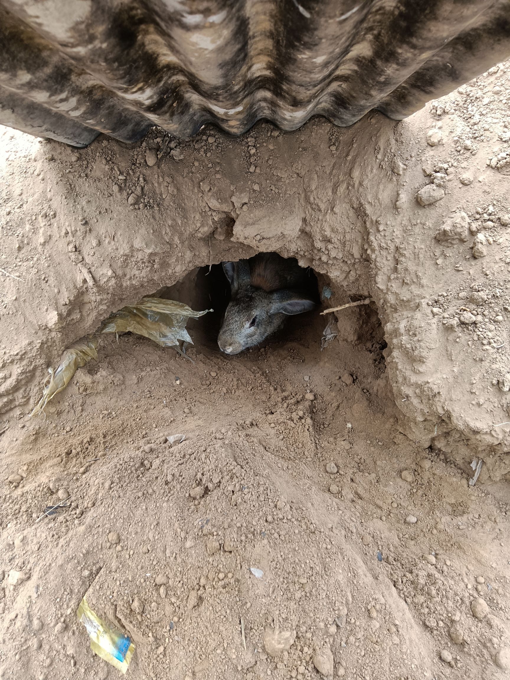 兔肉类  我们是大规模散养放养绿色健康的兔肉，感谢品尝