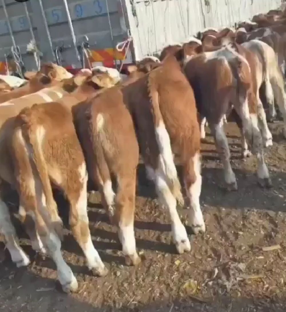 西门塔尔牛 贵州高山散养牛西门塔尔小公牛，小母牛，土杂交牛，黄牛，肉牛等