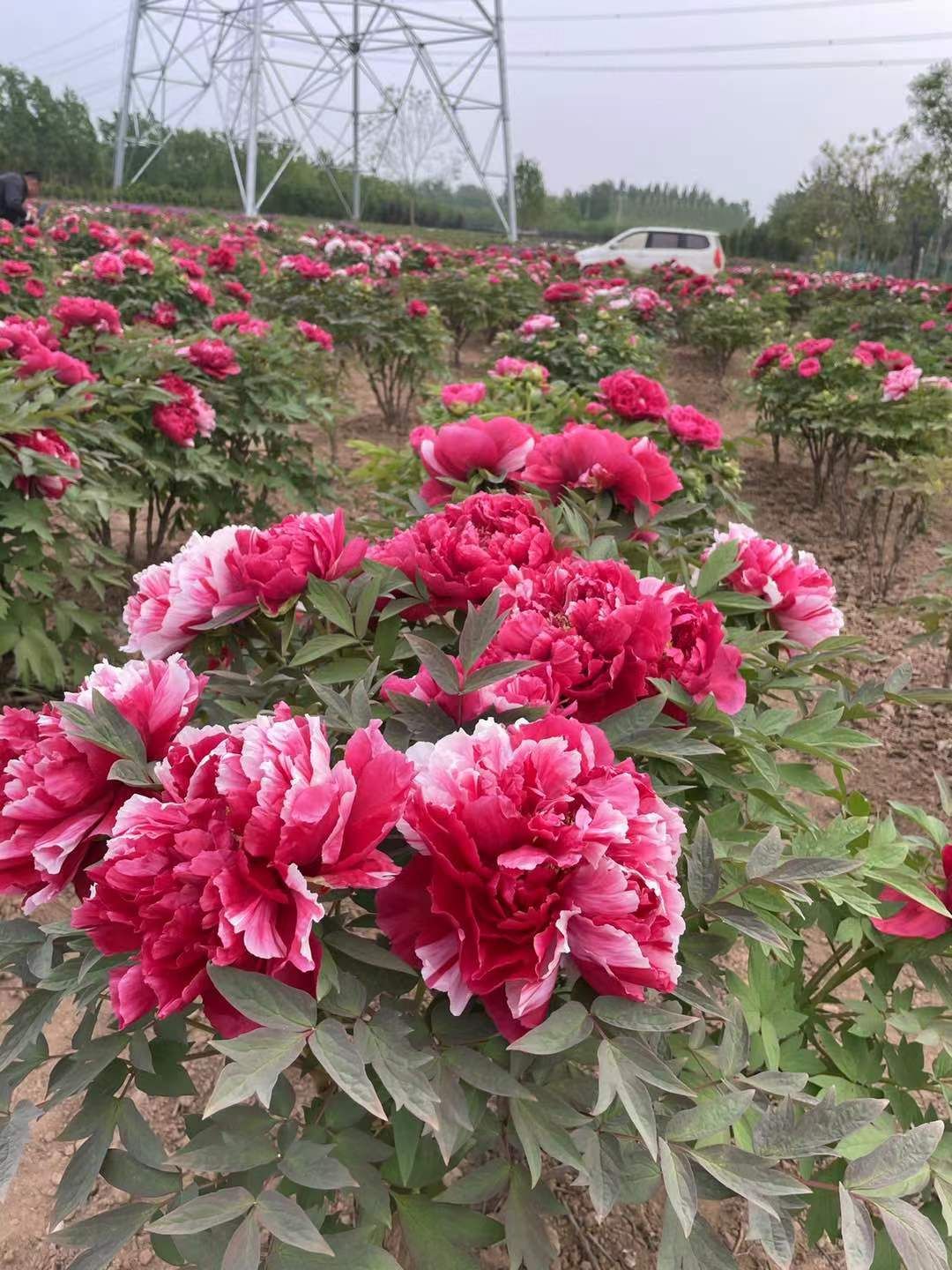 山东菏泽观赏牡丹苗木批发