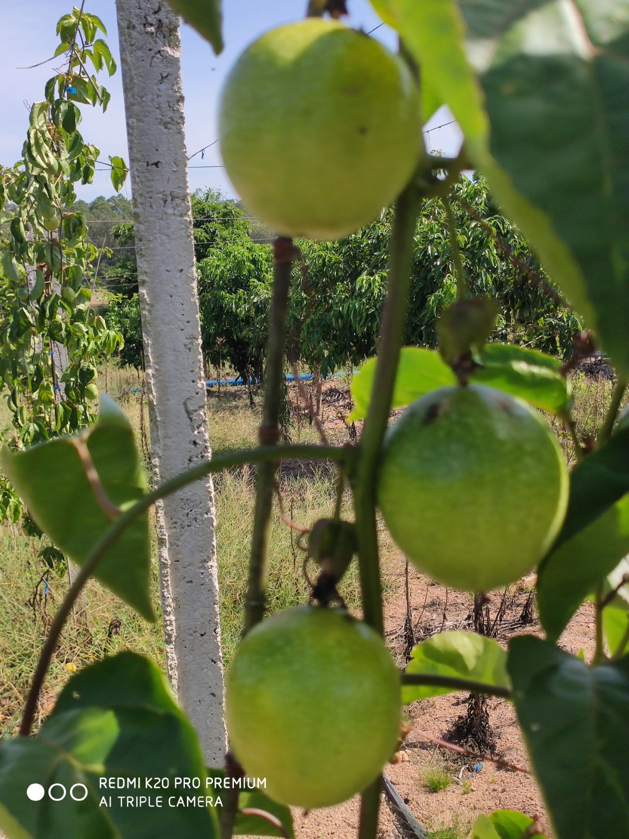 海南省黄金百香果