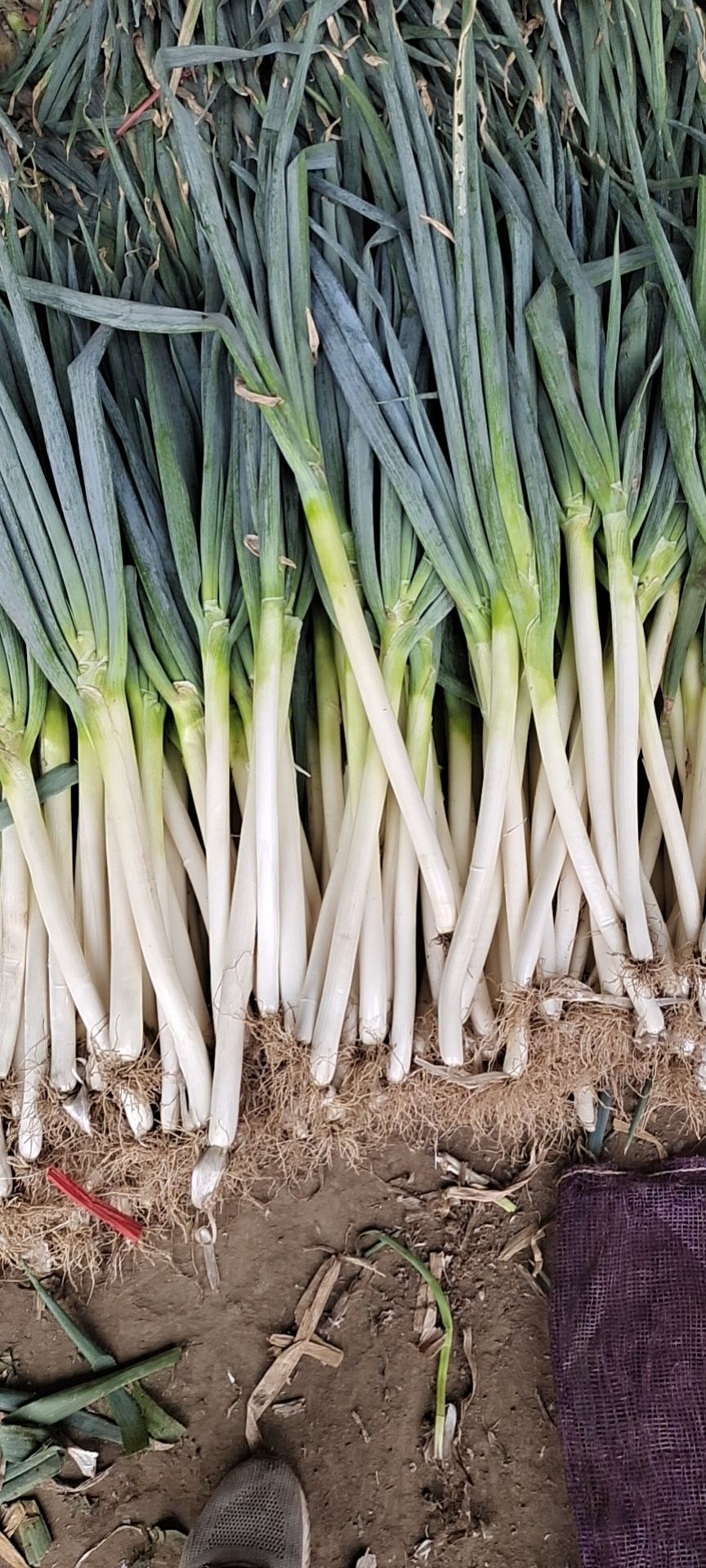 河北丛台区直发 长白大葱 净葱葱白50cm以上