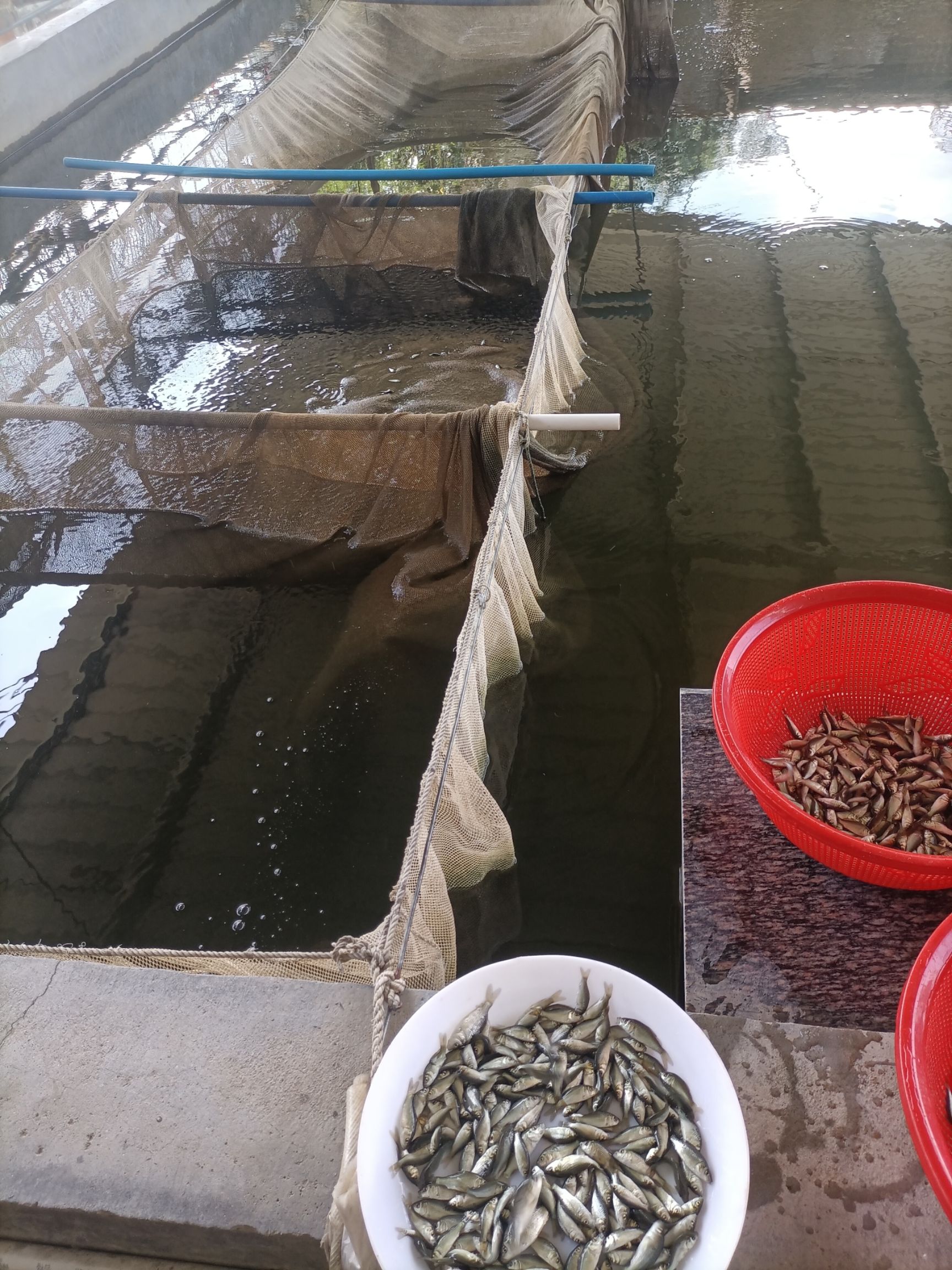 鲤鱼苗，建鲤鱼苗，丰鲤鱼苗，