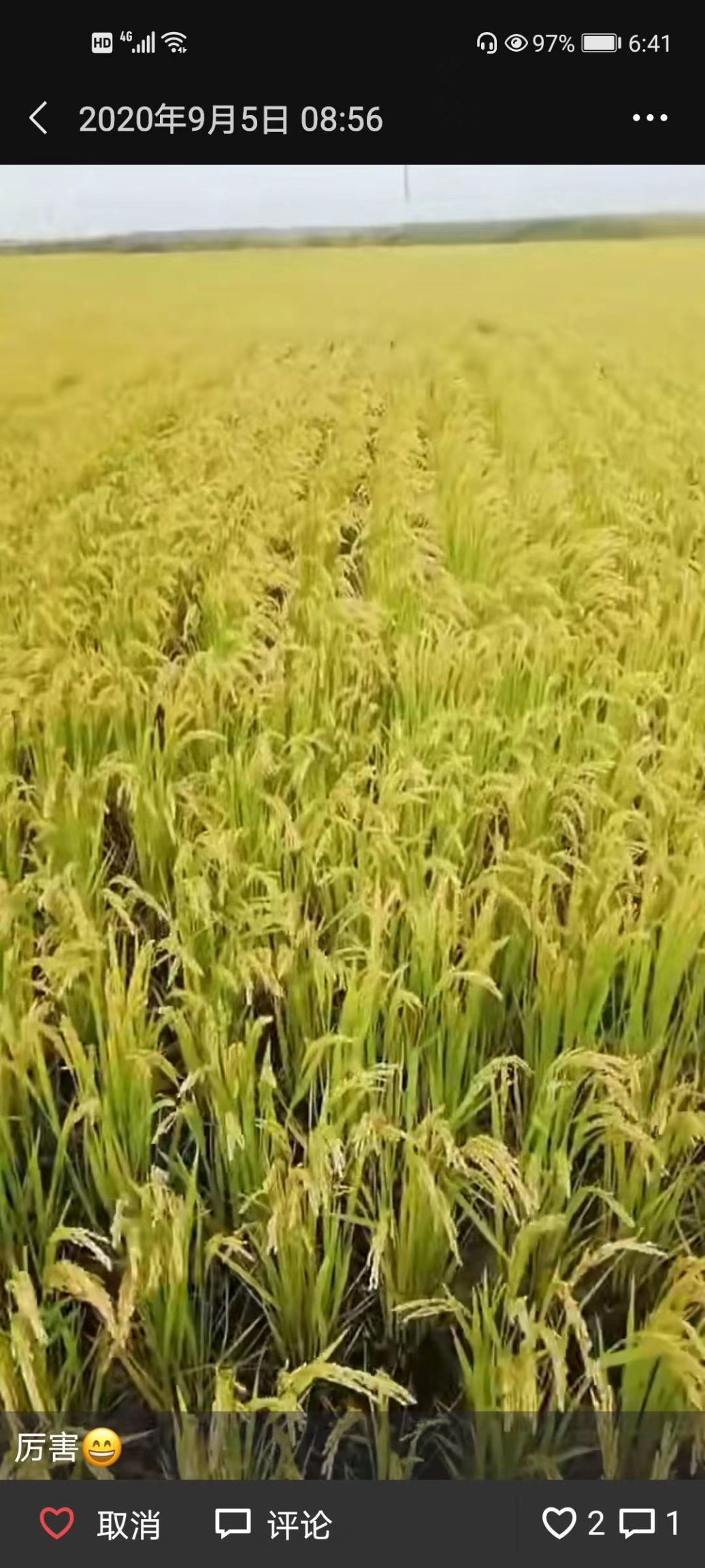 农家黑米，自产自销