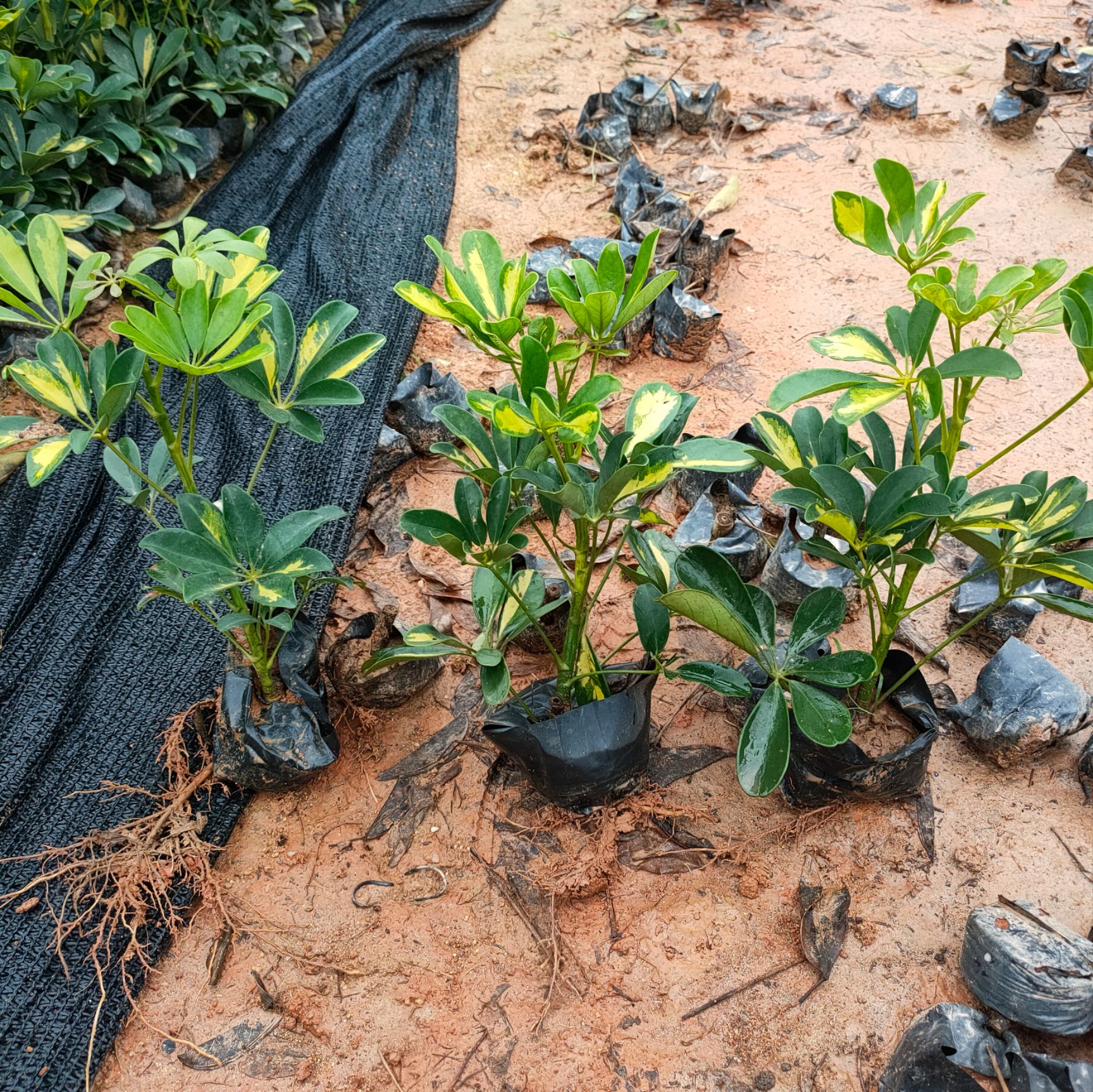 花叶鸭脚木  鸭脚木，鹅掌柴