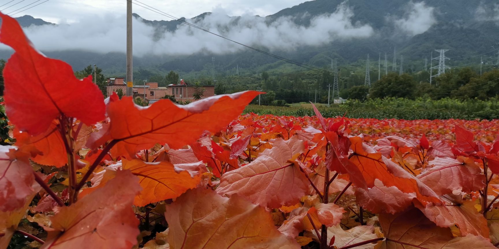 红叶杨  彩叶杨新品种杯苗正在火热预订中