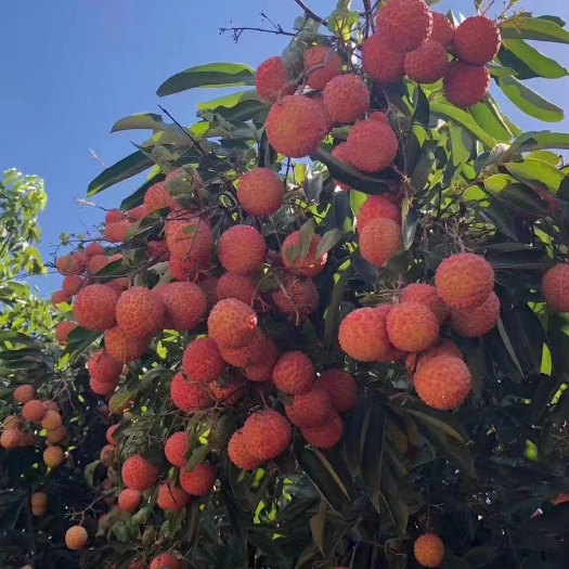 灵山县 灵山桂味荔枝