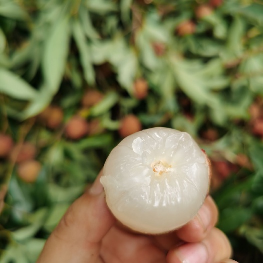  黑叶荔枝。