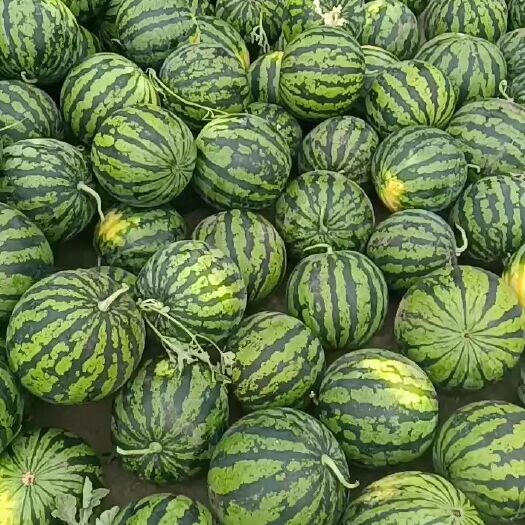绵阳 本地露天西瓜京蜜一号二号大量上市