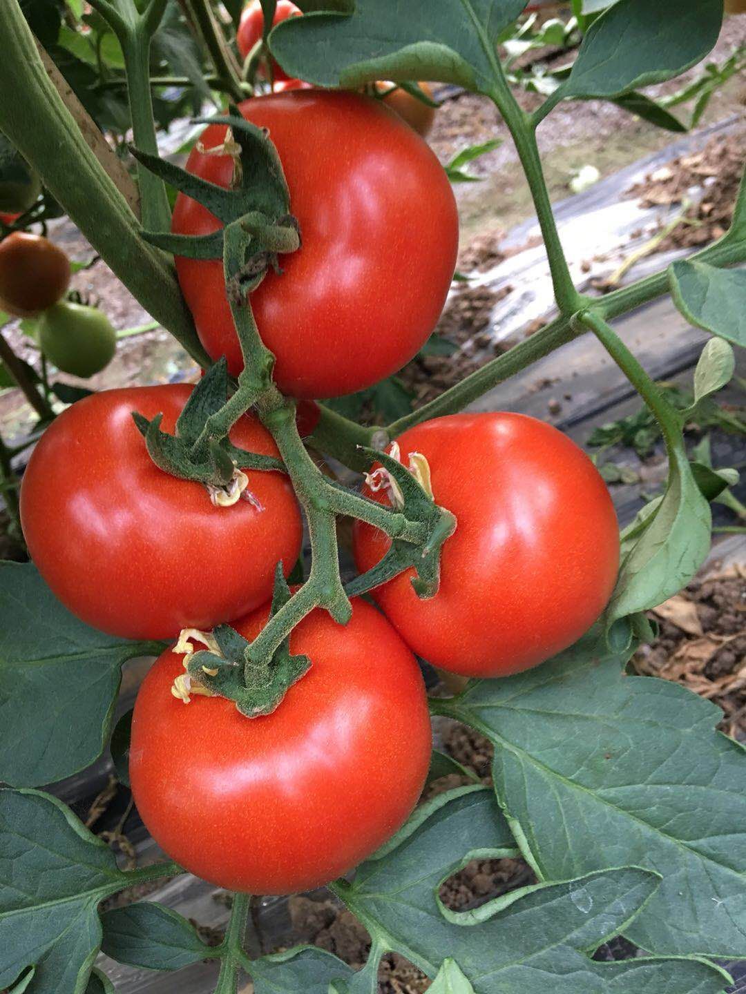 大红西红柿 西红柿基地欢迎您