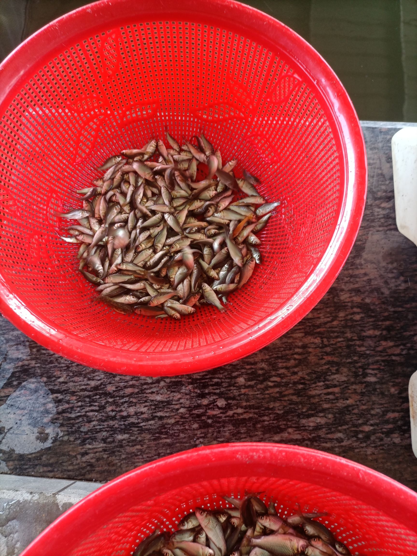 鲤鱼苗，建鲤鱼苗，丰鲤鱼苗，