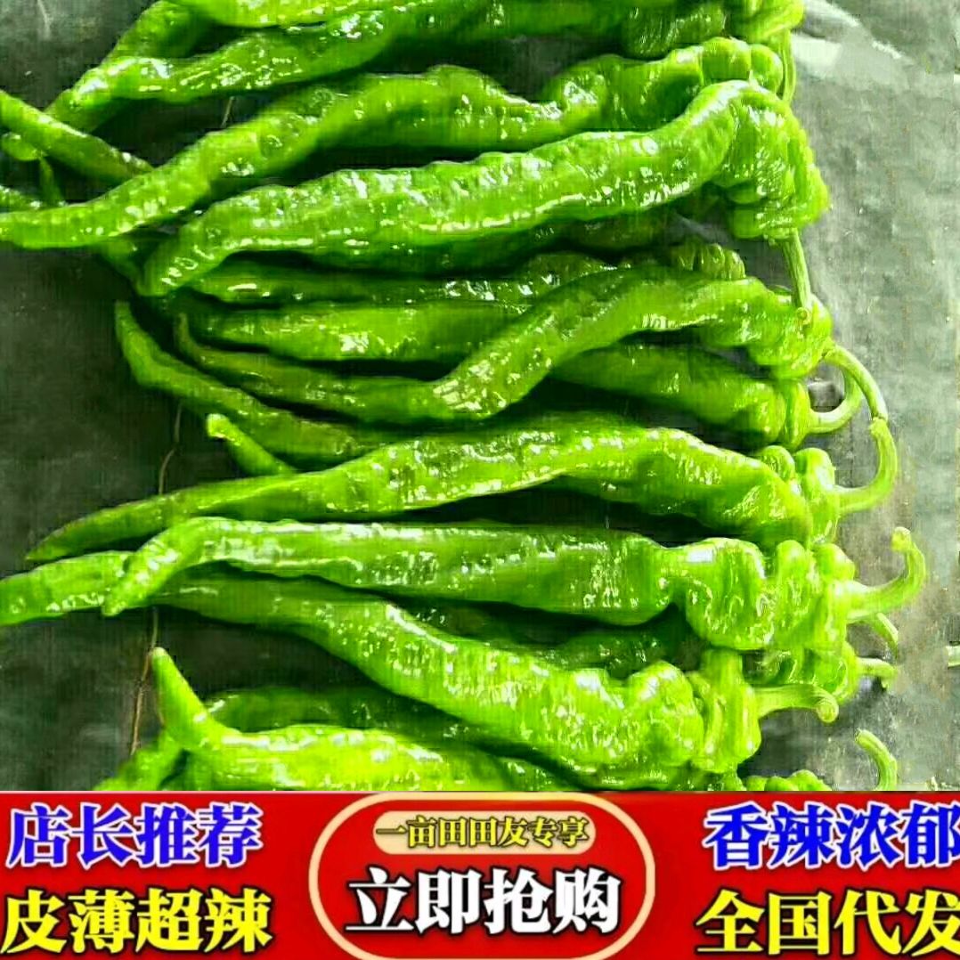 螺丝椒 陕西省榆林市定边县