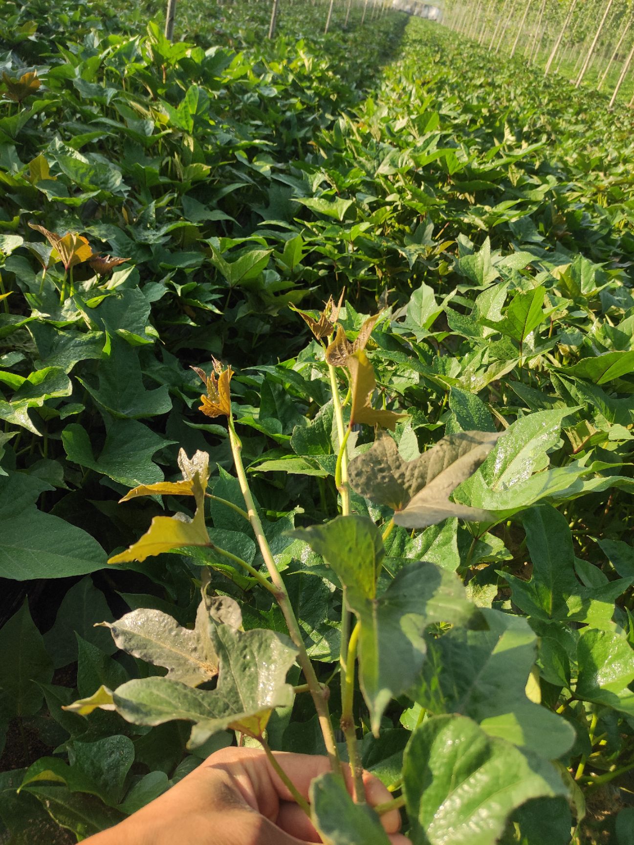 哈密冰糖心苗  哈密大田苗，哈密冰糖心薯大田苗，露地大田苗