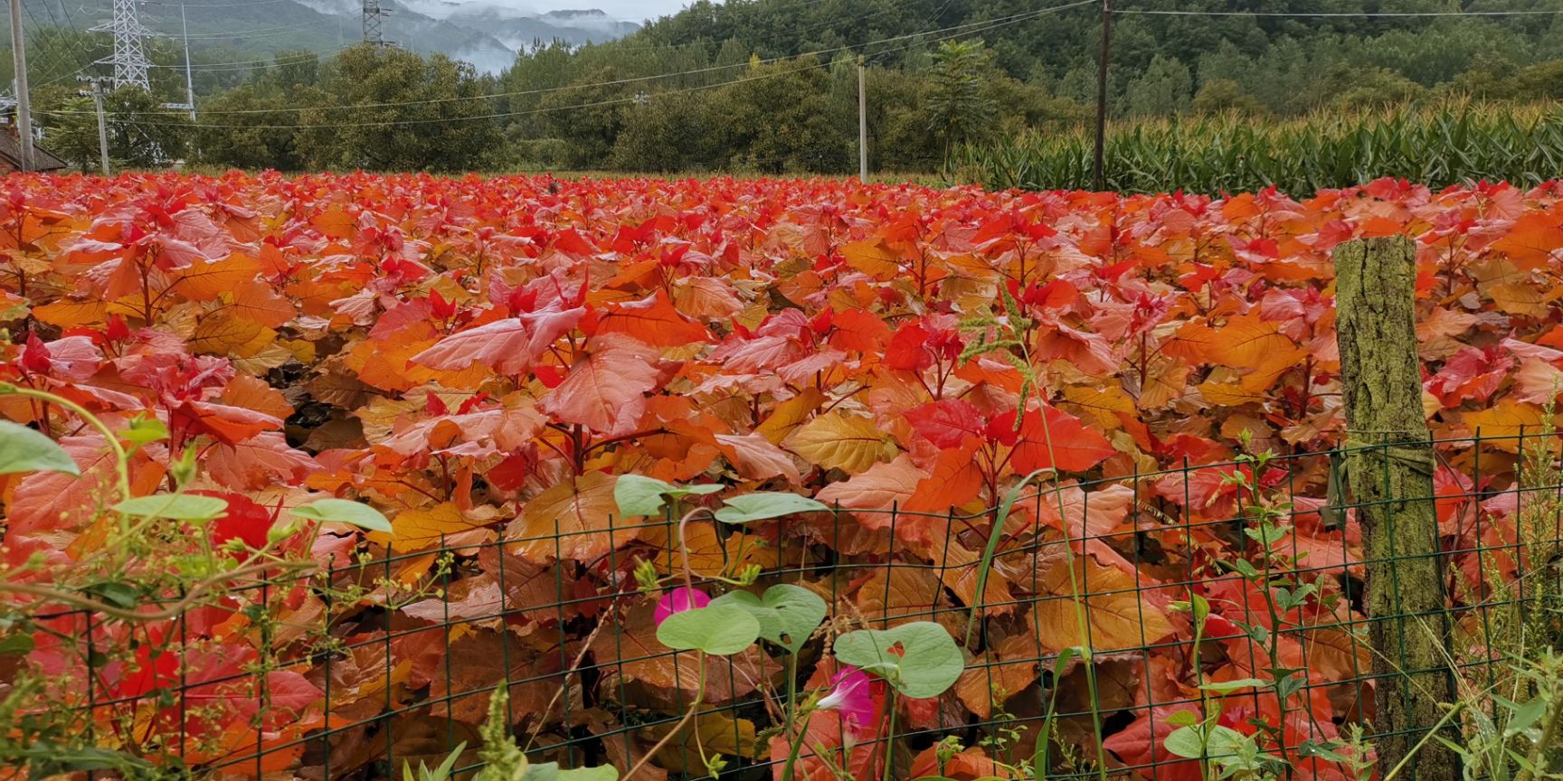 红叶杨  彩叶杨新品种杯苗正在火热预订中
