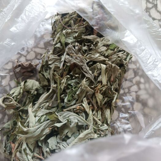安陆市艾草 艾叶