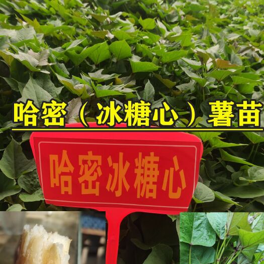 临沂哈密冰糖心苗  哈密大田苗，哈密冰糖心薯大田苗，露地大田苗
