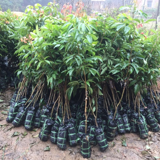 灵山县妃子笑荔枝苗 果苗 果树苗 荔枝苗 妃子笑荔枝 桂味荔枝 无核荔枝带原土球