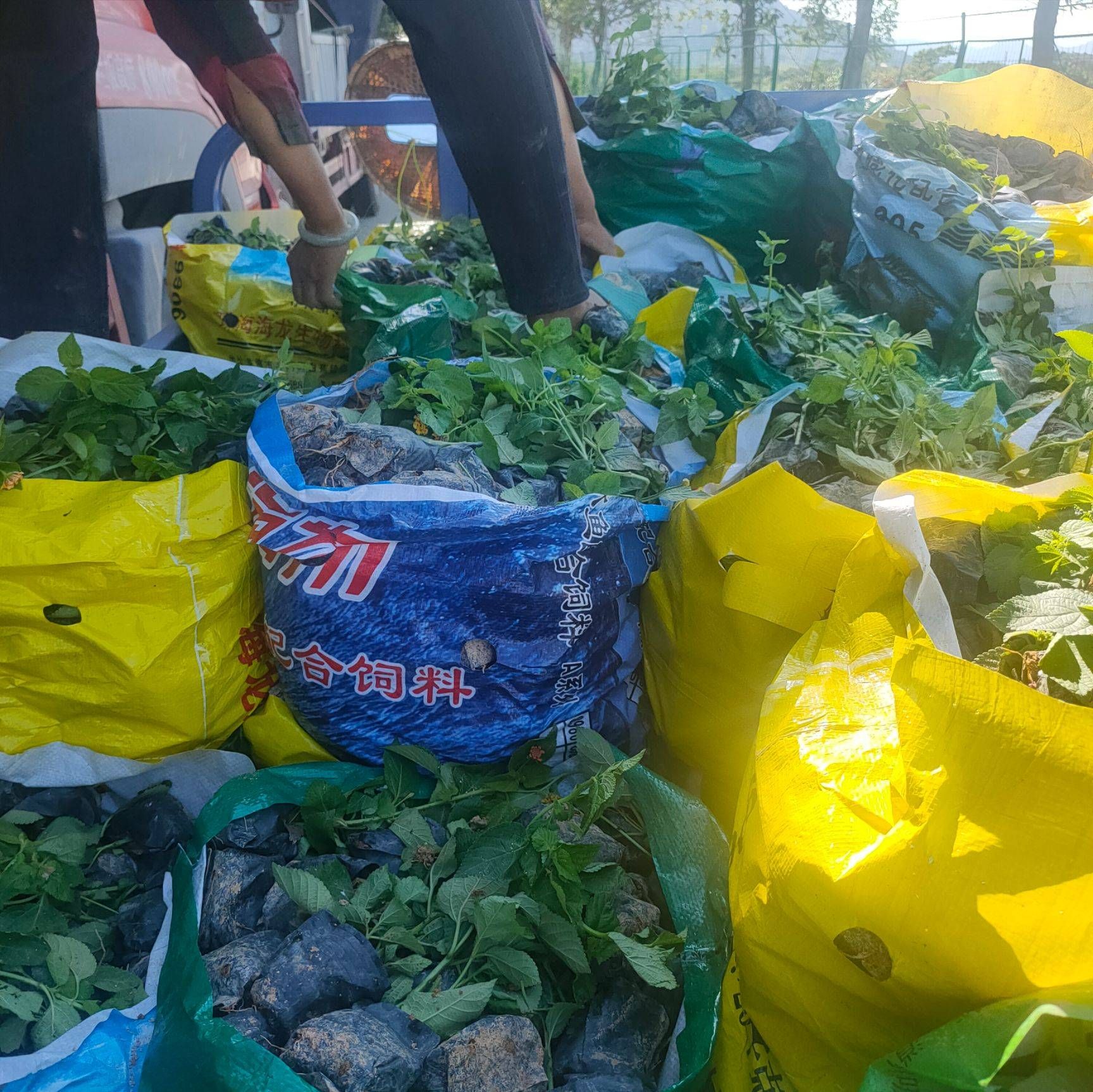 五色梅小杯苗高20-30公分，五色梅