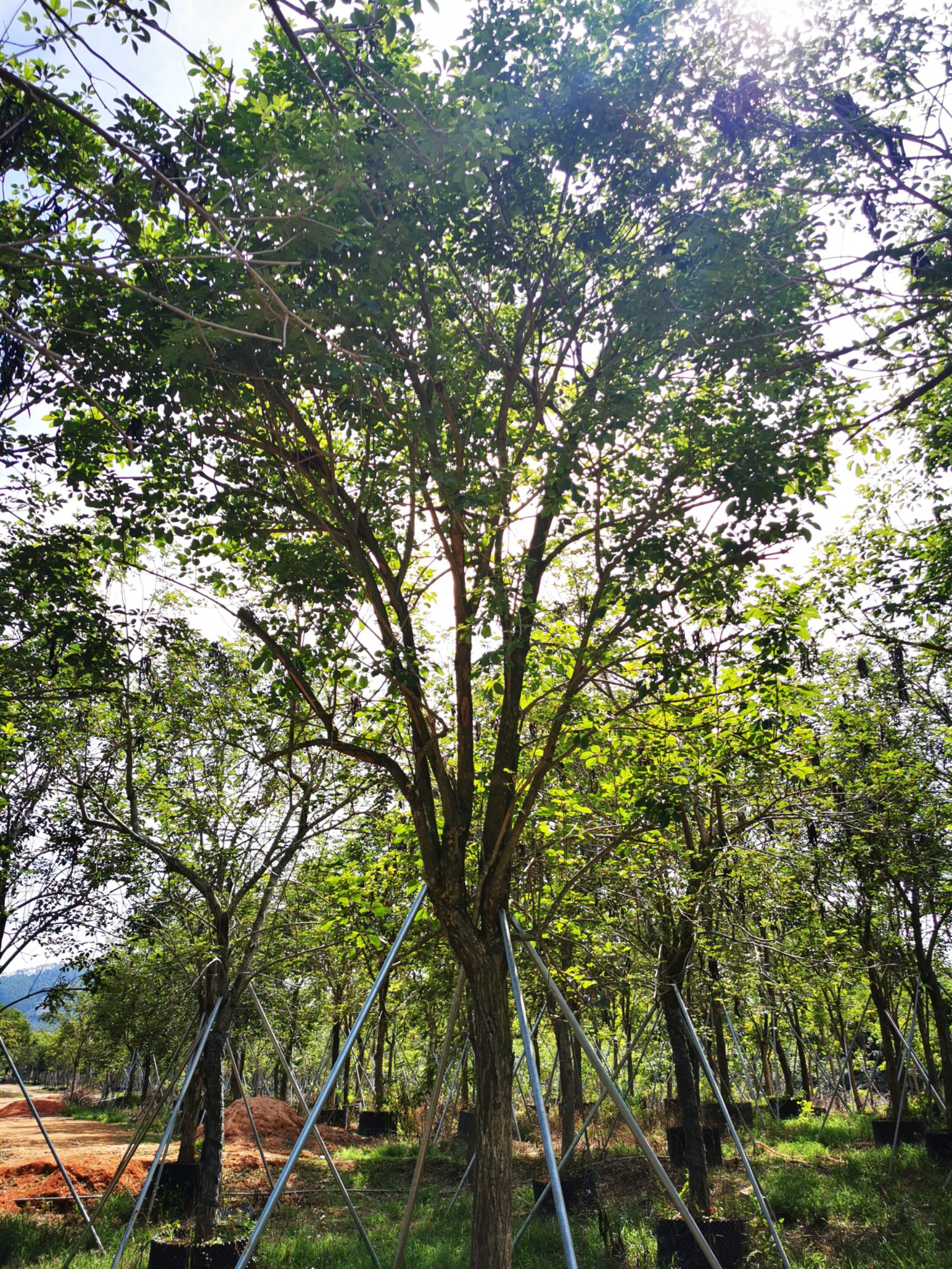 黄花风铃木15-18公分