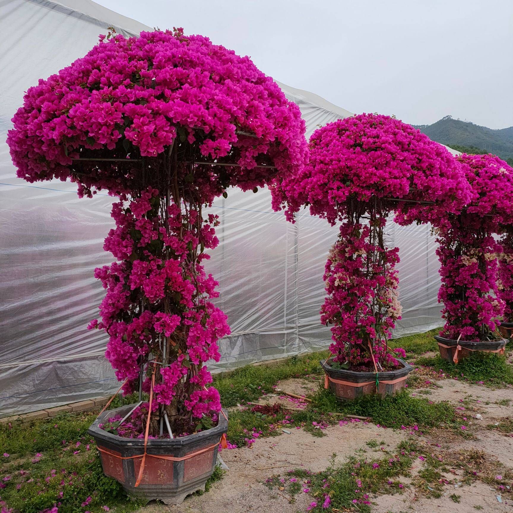 三角梅蘑菇造型，勒杜鹃造型